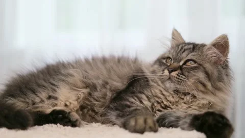 Cute brown cat on a light background 스톡 동영상 277527096