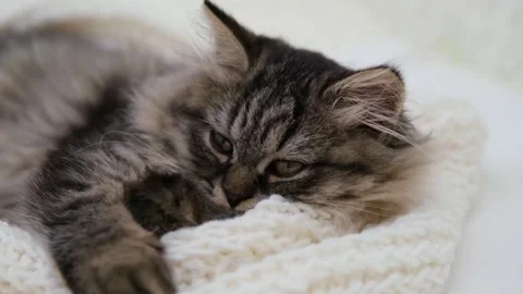 Cute brown cat on a light background Video stock 277527471