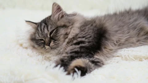 Cute brown cat on a light background Stock-Footage 277692534