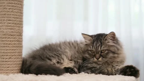 Cute brown cat on a light background Video stock 277693457