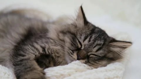 Cute brown cat on a light background Stock-Footage 277695611