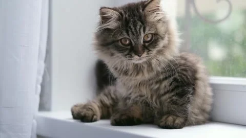 Cute brown cat on a light background 動画素材 278506414