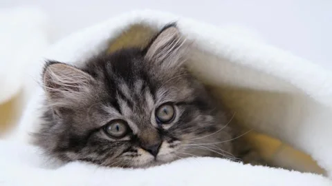 Cute brown cat on a light background Stock Footage 278510313