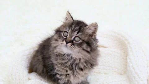 Cute brown cat on a light background 스톡 동영상 278510338