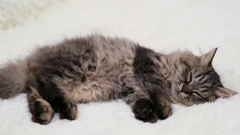 Cute brown cat on a light background 動画素材 278510380