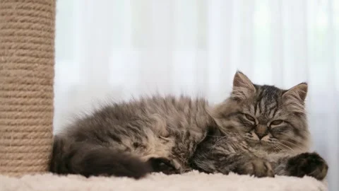 Cute brown cat on a light background Stock-Footage 278510425