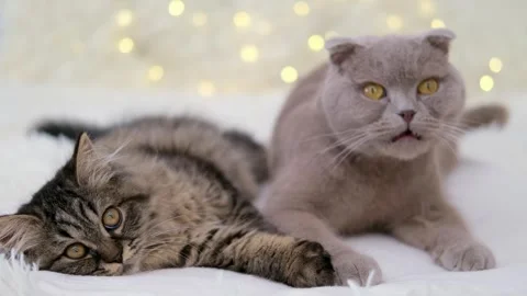 Cute brown cat on a light background Stock-Footage 278511022