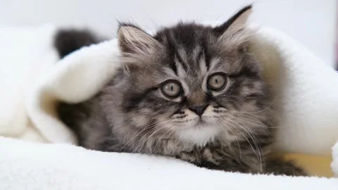 Cute brown cat on a light background Stock Footage 279803077