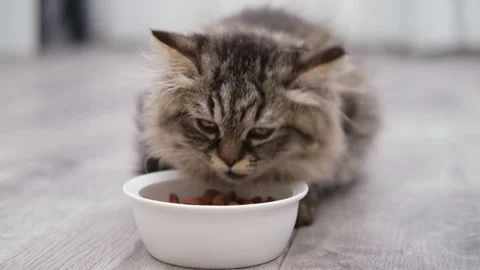 Cute brown cat on a light background Video stock 279803259