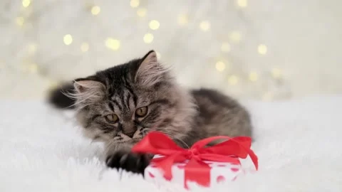 Cute brown cat on a light background Stock Footage 280105387