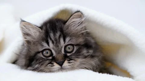 Cute brown cat on a light background Video stock 280105483