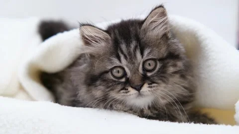 Cute brown cat on a light background Stock-Footage 280828819