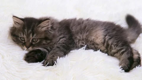 Cute brown cat on a light background Stock-Footage 281812925