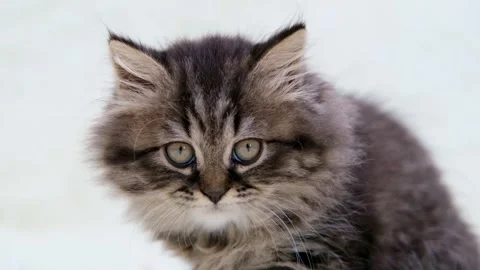 Cute brown cat on a light background Video stock 281813156