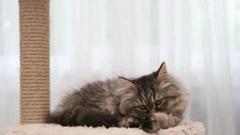 Cute brown cat on a light background Stock Footage 281813202