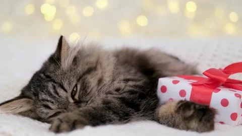 Cute brown cat on a light background Stock-Footage 281813327