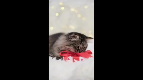 Cute brown cat on a light background Video stock 282245537