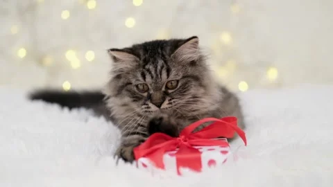 Cute brown cat on a light background 스톡 동영상 282245771