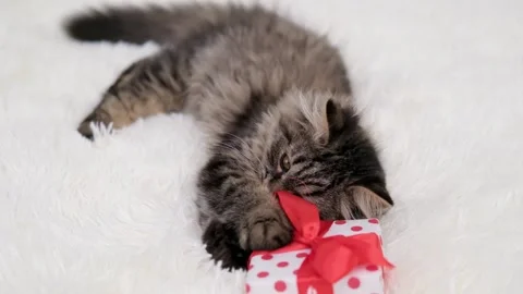 Cute brown cat on a light background Stock Footage 283433747