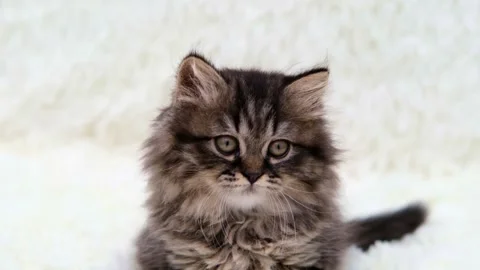 Cute brown cat on a light background Stock Footage 283437777