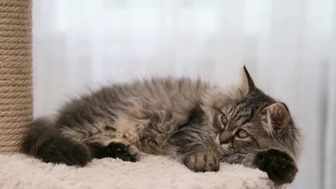 Cute brown cat on a light background Stock-Footage 283437819