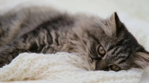 Cute brown cat on a light background Video stock 283437980