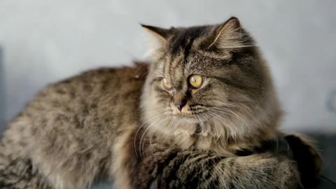 Cute brown cat on a light background Stock Footage 285473200
