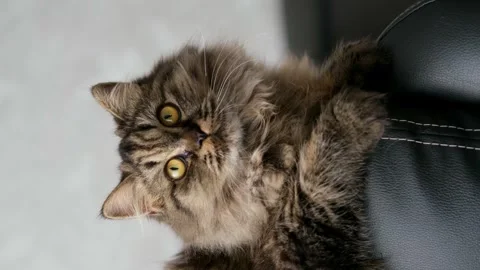 Cute brown cat on a light background Stock Footage 285473301