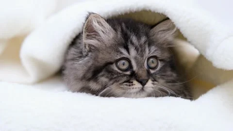 Cute brown cat on a light background Stock-Footage 285473346