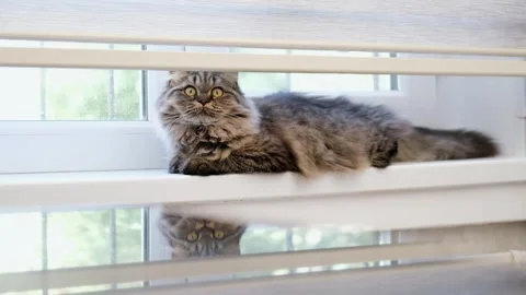 Cute brown cat on a light background Video stock 285473435