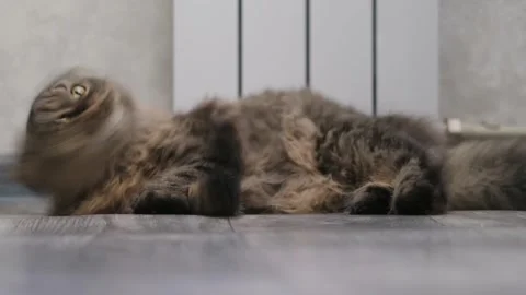 Cute brown cat on a light background Stock-Footage 285473482