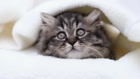 Cute brown cat on a light background Stock-Footage 286082092