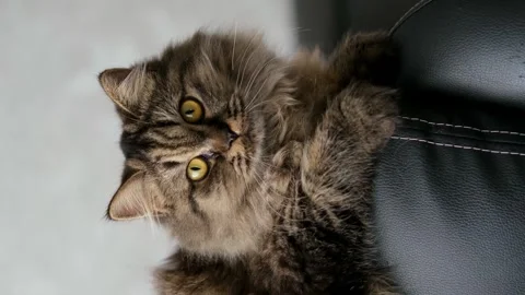 Cute brown cat on a light background Stockbeeldmateriaal 286082130