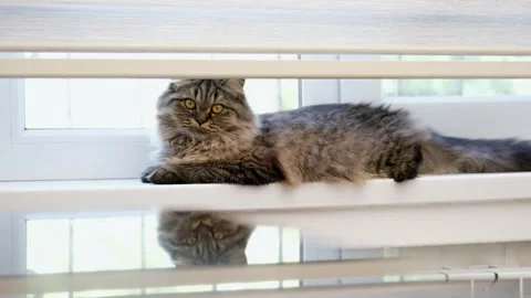 Cute brown cat on a light background 스톡 동영상 286082165