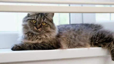 Cute brown cat on a light background Stock Footage 286729739