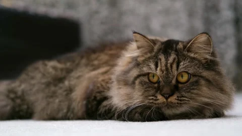 Cute brown cat on a light background Stock-Footage 286730196