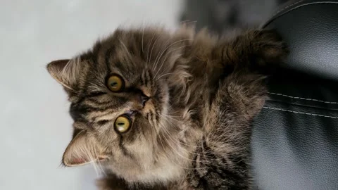 Cute brown cat on a light background Video stock 286730607