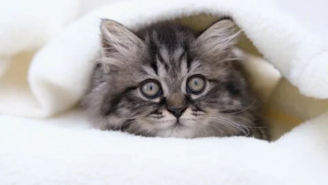 Cute brown cat on a light background Stock Footage 286730888