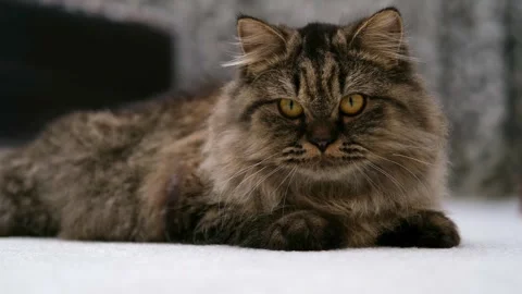 Cute brown cat on a light background Stock-Footage 286967817