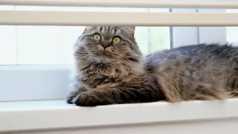 Cute brown cat on a light background Stock Footage 286967820