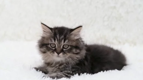 Cute brown cat on a light background Video stock 286968754