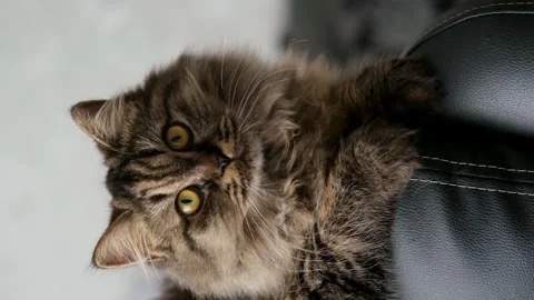 Cute brown cat on a light background Video stock 286969164