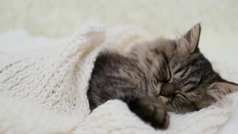 Cute brown cat on a light background Stock-Footage 286972149