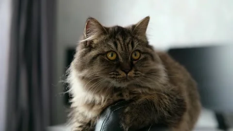 Cute brown cat on a light background Stock-Footage 287432091