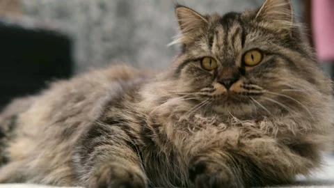 Cute brown cat on a light background Stock Footage 287432946