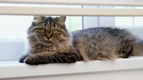 Cute brown cat on a light background Stock Footage 287432961