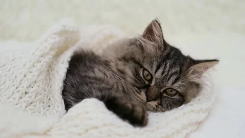 Cute brown cat on a light background Stock Footage 287435799