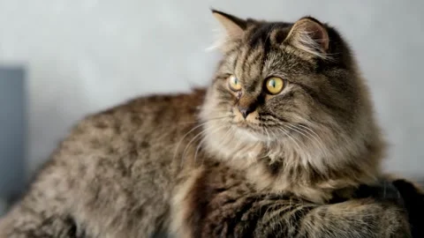 Cute brown cat on a light background Stock-Footage 288190521