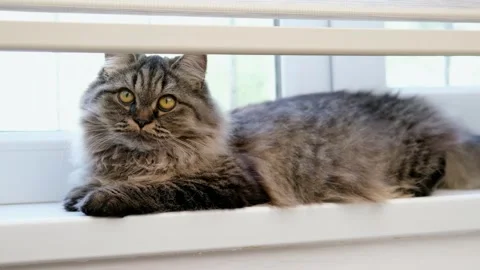 Cute brown cat on a light background Stock-Footage 288191433