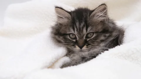 Cute brown cat on a light background 스톡 동영상 288192707